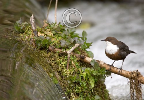 Dipper DM0941